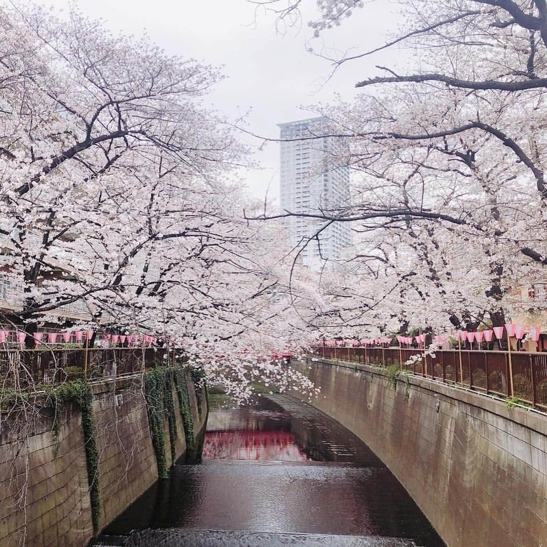 美泉咲さんのインスタグラム写真 - (美泉咲Instagram)「先日お花見した🌸✨ 今年は桜が長く楽しめて嬉しいなー☺️✨」4月5日 13時45分 - saki_mizumi