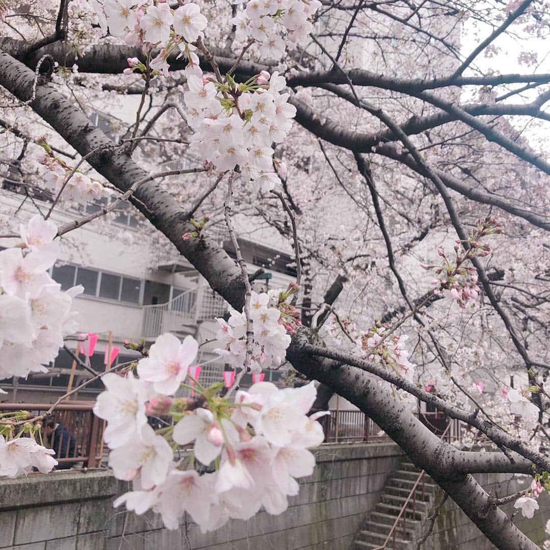美泉咲さんのインスタグラム写真 - (美泉咲Instagram)「先日お花見した🌸✨ 今年は桜が長く楽しめて嬉しいなー☺️✨」4月5日 13時45分 - saki_mizumi