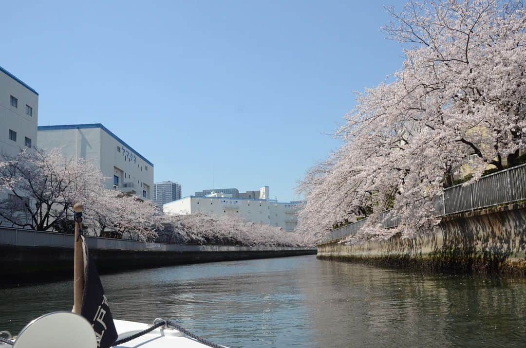 やふさんのインスタグラム写真 - (やふInstagram)「昨日の清澄白河〜日本橋までの花見舟。小名木川や大横川、佃あたりの隅田川を通って日本橋のたもとまで1時間30分。小さな電動ボートなので葉っぱの小舟に乗って漂ってる感覚でした。江戸橋ジャンクションを下から見ると大迫力」4月5日 14時07分 - kyafy