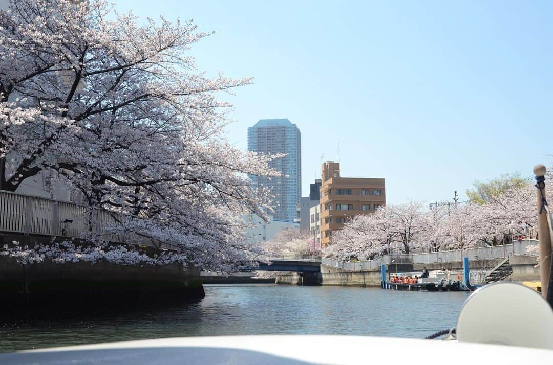 やふさんのインスタグラム写真 - (やふInstagram)「昨日の清澄白河〜日本橋までの花見舟。小名木川や大横川、佃あたりの隅田川を通って日本橋のたもとまで1時間30分。小さな電動ボートなので葉っぱの小舟に乗って漂ってる感覚でした。江戸橋ジャンクションを下から見ると大迫力」4月5日 14時07分 - kyafy