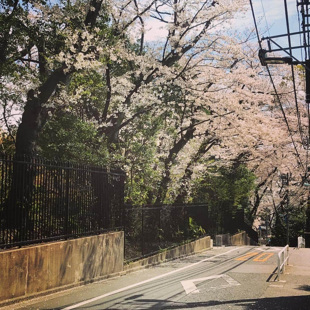 氷浦紫さんのインスタグラム写真 - (氷浦紫Instagram)「#InstagramJapan#Cherryblossom#Cherrytree#nature#green#Spring#park#桜#桜ひらひら#さくら#サクラ#満開#公園#お散歩#イアラモデルエージェンシー #イアラ#iara#iaramodelagency #20190405 #東京#東京の桜 #ソメイヨシノ#染井吉野」4月5日 14時07分 - yukalihiula