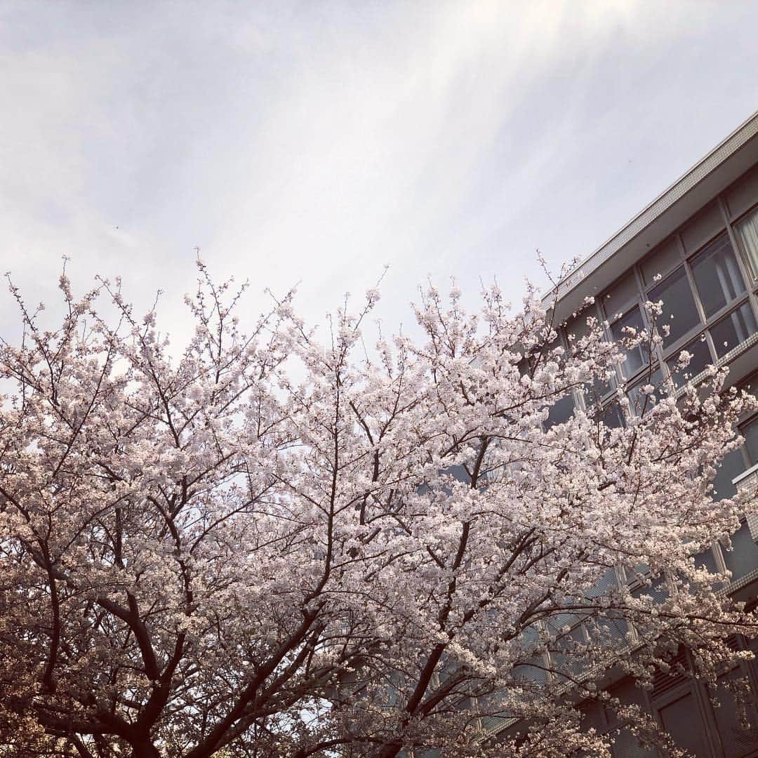 高野進のインスタグラム：「新年度の始まりともに満開の桜。 湘南校舎の8号館横の駐車スペースで。」