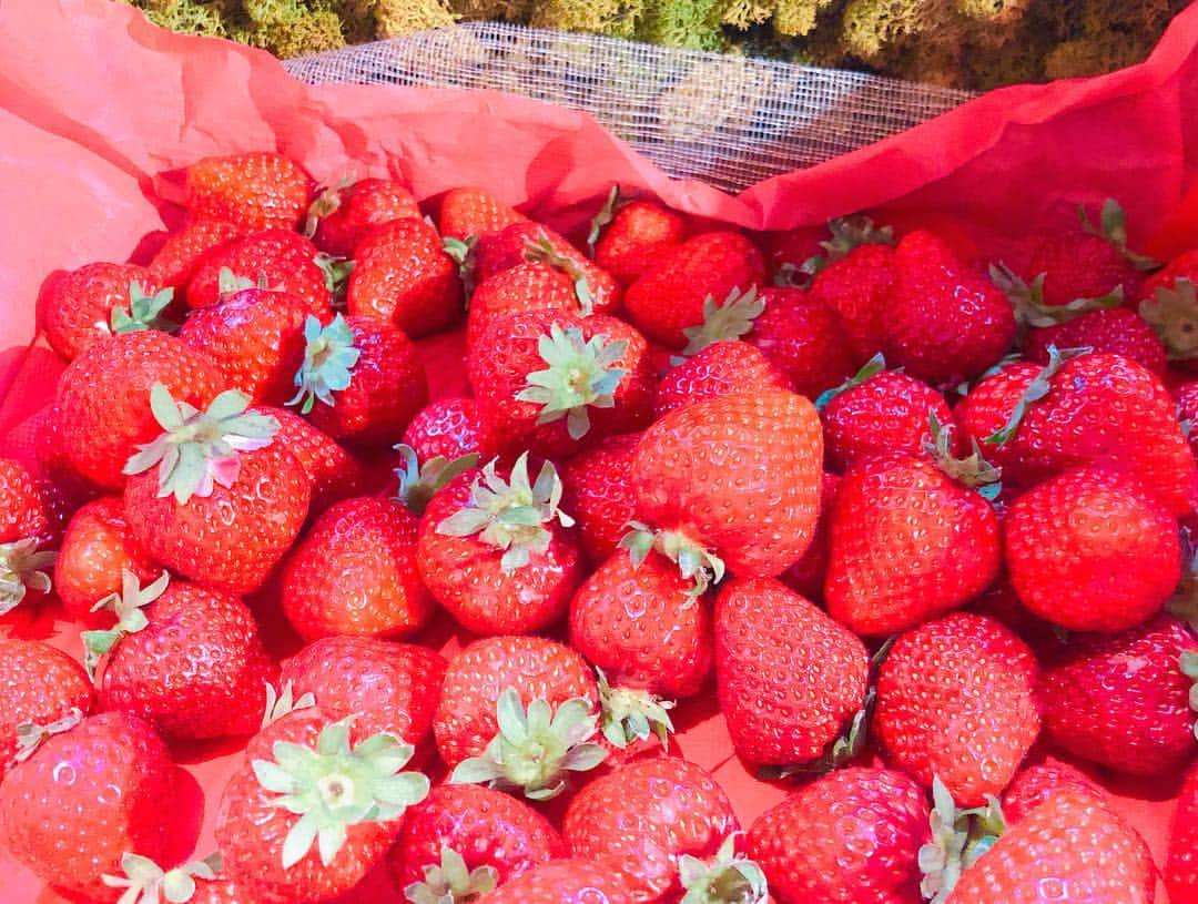 橘ゆりかさんのインスタグラム写真 - (橘ゆりかInstagram)「🍰🍓🍰🍓﻿ ﻿ ﻿ どこから見てもかわいすぎる﻿ ストロベリービュッフェに行ってきたよ〜💓﻿ ﻿ いちごも食べ放題でいちごスイーツもたくさんあって天国のようなところでした👼✨﻿ ﻿ デコレーションもとってもかわいくてめちゃくちゃ高まりました🍓🎀﻿ ﻿ ﻿ #ストロベリービュッフェ #anaインターコンチネンタルホテル東京 #スイーツ #ビュッフェ #いちごビュッフェ #いちごスイーツ #橘ゆりか #いちご #strawberry #kawaii #instasweets #tokyo」4月5日 14時10分 - yuricalcal