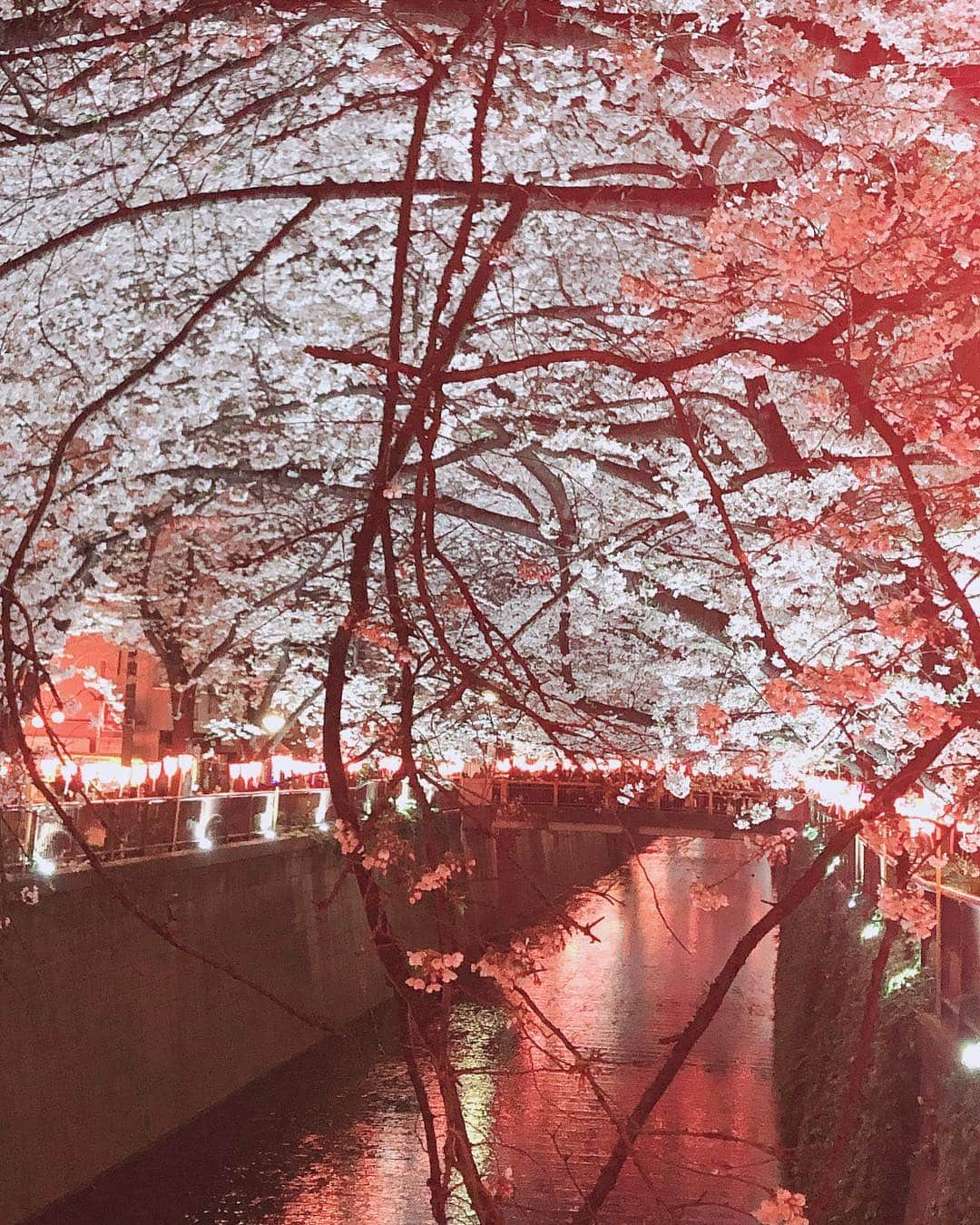 澤村小夜子さんのインスタグラム写真 - (澤村小夜子Instagram)「目黒川でドラマーズ花見🌸 . la la larksターキーさん(堀さんに似てる)と Base Ball Bear堀さん(ターキーさんに似てる)と ゴルフにハマってるshoko姉さん(๑′ᴗ‵๑)  気候はいいし、桜は満開だし 甘酒や餃子も美味しくて 最高のお花見でした🍡🍡🍡 . 楽しすぎてあっという間に6時間経ってしまった😅 . . #ドラム会 #ドラマー #drummer #alldrummer  #お花見 #中目黒 #目黒川 #cherryblossom」4月5日 14時15分 - sayako_negoto