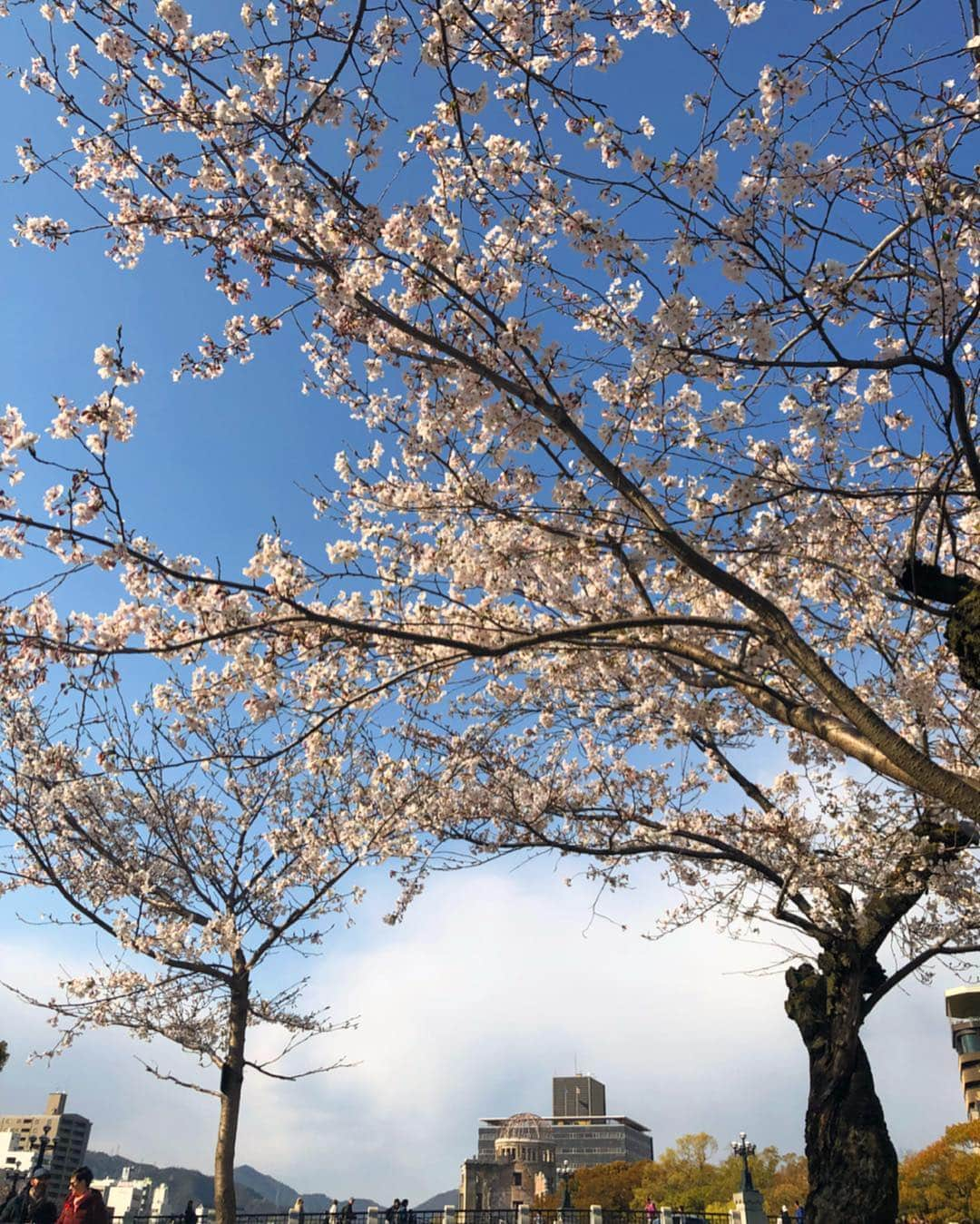 大井智保子さんのインスタグラム写真 - (大井智保子Instagram)「〝原爆ドームと桜〟 広島らしいお花見をしたよ🌸🌸🌸 . スウェーデンやらアメリカやら、いろんな国の方々がお花見のために広島に集合してたの🇸🇪🇯🇵 . お昼から外で乾杯できる平和に感謝🕊 ありがとう💛 . 夕飯は大好きな「まど居」にて時価のうにホーレンをいだきました🤤 からの「BIG BASE」で念願のハニートースト🍞ごちそうさまでした💛 広島最高じゃ♪♪ . #桜 #お花見 #原爆ドーム #満開 #桜満開 #春 #spring #cherryblossom  #日本 #japan #平和祈念公園 #平和 #peace  #うにホーレン #ウニホーレン #ハニートースト #ハニトー #まど居 #BIGBASE #chihoko飯」4月5日 14時24分 - chihokoi