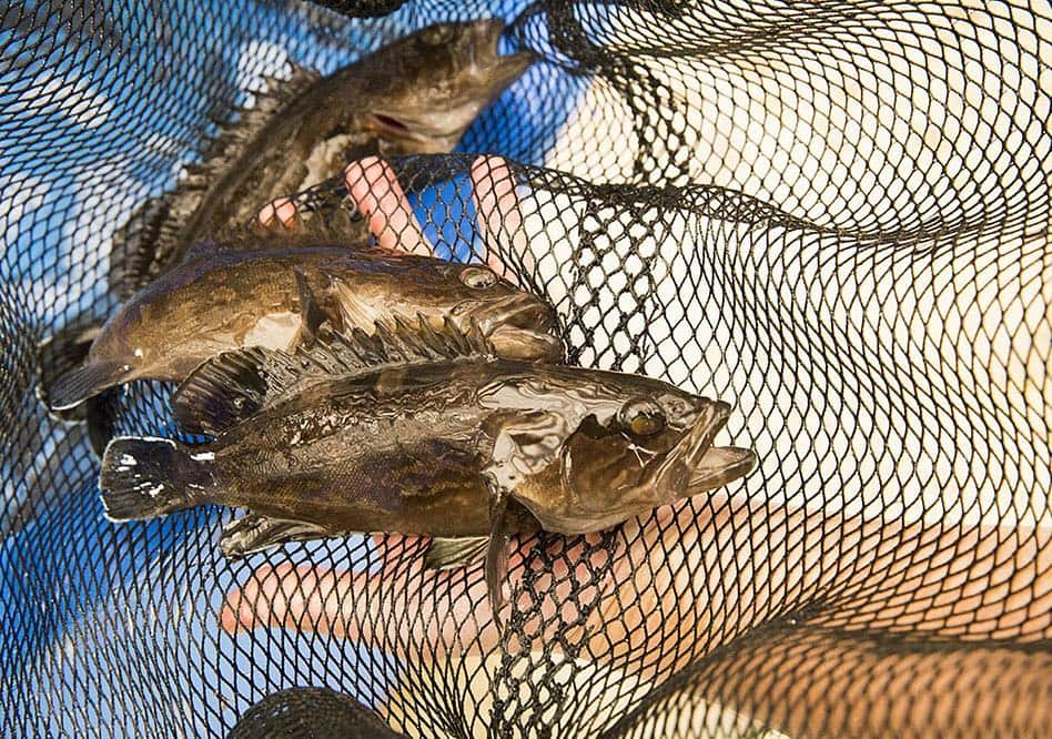 きいちゃんさんのインスタグラム写真 - (きいちゃんInstagram)「”クエを食うと他の魚はクエん”といわれるほどの「クエ」。天然物となるとなかなか獲れない。そんな幻の高級魚が地元の熱意から身近な存在になりつつあるとか。 和-nagomi- 38号 「和歌山には美味しくも、工夫に満ちた地産地消の未来があった。」より https://www.pref.wakayama.lg.jp/bcms/prefg/000200/nagomi/p38/p10_11.pdf  #insta_wakayama #nagomi #和歌山」4月5日 14時18分 - wakayamapref_pr