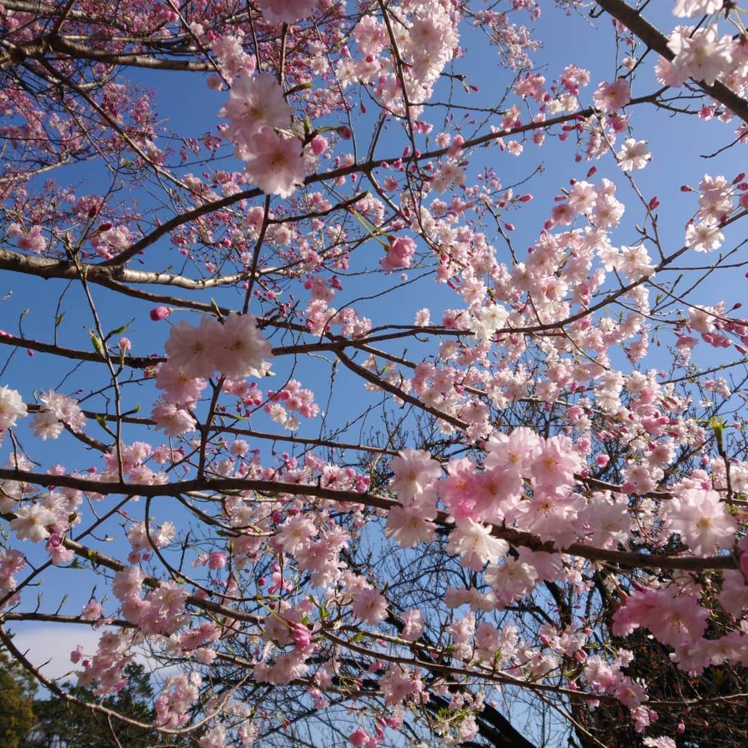 武藤乃子さんのインスタグラム写真 - (武藤乃子Instagram)「🌸 収録前に桜を愛でる。  風があって髪の毛はひどい(いつものこと)。笑 花粉もひどい。  #桜 #桜満開 #都内 #東京 #お散歩 #お散歩日和 #ノン加工 #服装に悩む  仕事終わりに群馬に帰って寒かったら泣く。」4月5日 14時19分 - muto_noriko.11