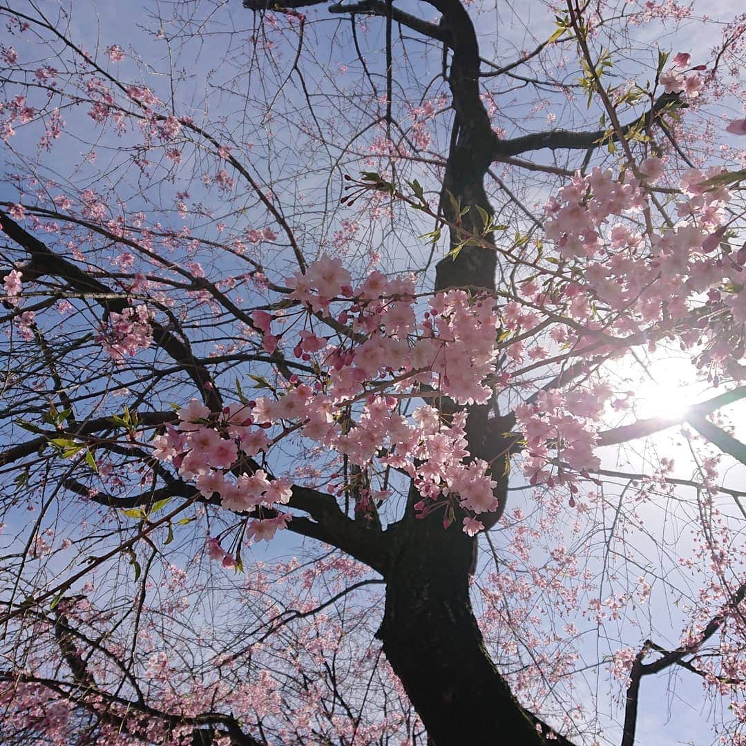 武藤乃子さんのインスタグラム写真 - (武藤乃子Instagram)「🌸 収録前に桜を愛でる。  風があって髪の毛はひどい(いつものこと)。笑 花粉もひどい。  #桜 #桜満開 #都内 #東京 #お散歩 #お散歩日和 #ノン加工 #服装に悩む  仕事終わりに群馬に帰って寒かったら泣く。」4月5日 14時19分 - muto_noriko.11