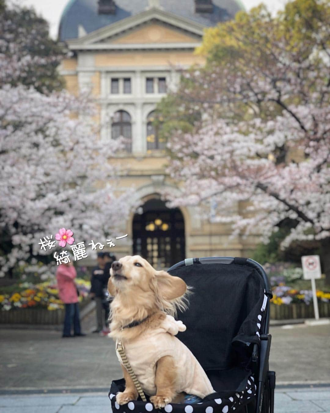 チズさんのインスタグラム写真 - (チズInstagram)「今週あたり見頃かなぁ〜✨✨ #さくら #桜#サクラ咲く 🌸 #神戸#お散歩 🐾#HEROロケ地 #ネウストリア大使館  #気分はキムタク ？ #タダスポ 💰 #平成最後の桜#春うらら#🌸#🍡 #Mダックス #ダックス#ミニチュアダックス #ミニチュアダックスフンド #ミニチュアダックスクリーム #短足犬 #短足部 #カニンヘンダックス #関西ダックス#親父犬 #ダックス13歳#シニア犬 #犬なしでは生きていけません会 #🐶#💕#🐾 #インスタでわんこみるのが日課 ♡♡」4月5日 14時28分 - sqi.chizu