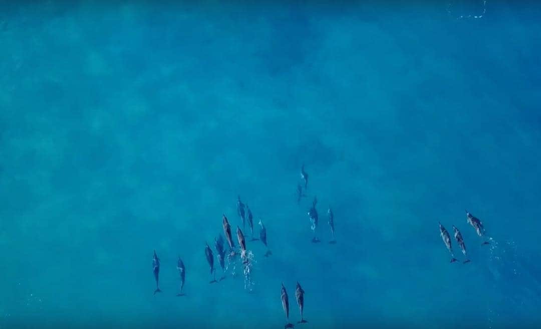 鮎河ナオミさんのインスタグラム写真 - (鮎河ナオミInstagram)「@allies___ drone shoot 🐬 イルカと遭遇💓 . . . . . #drone #dronephotography #dronestagram #dolphins #hawaii #oahu #beachwedding #trashthedress #ocean #ドローン #イルカ #ウエディングドレス #撮影 #🐬」4月5日 14時35分 - naomiayukawa
