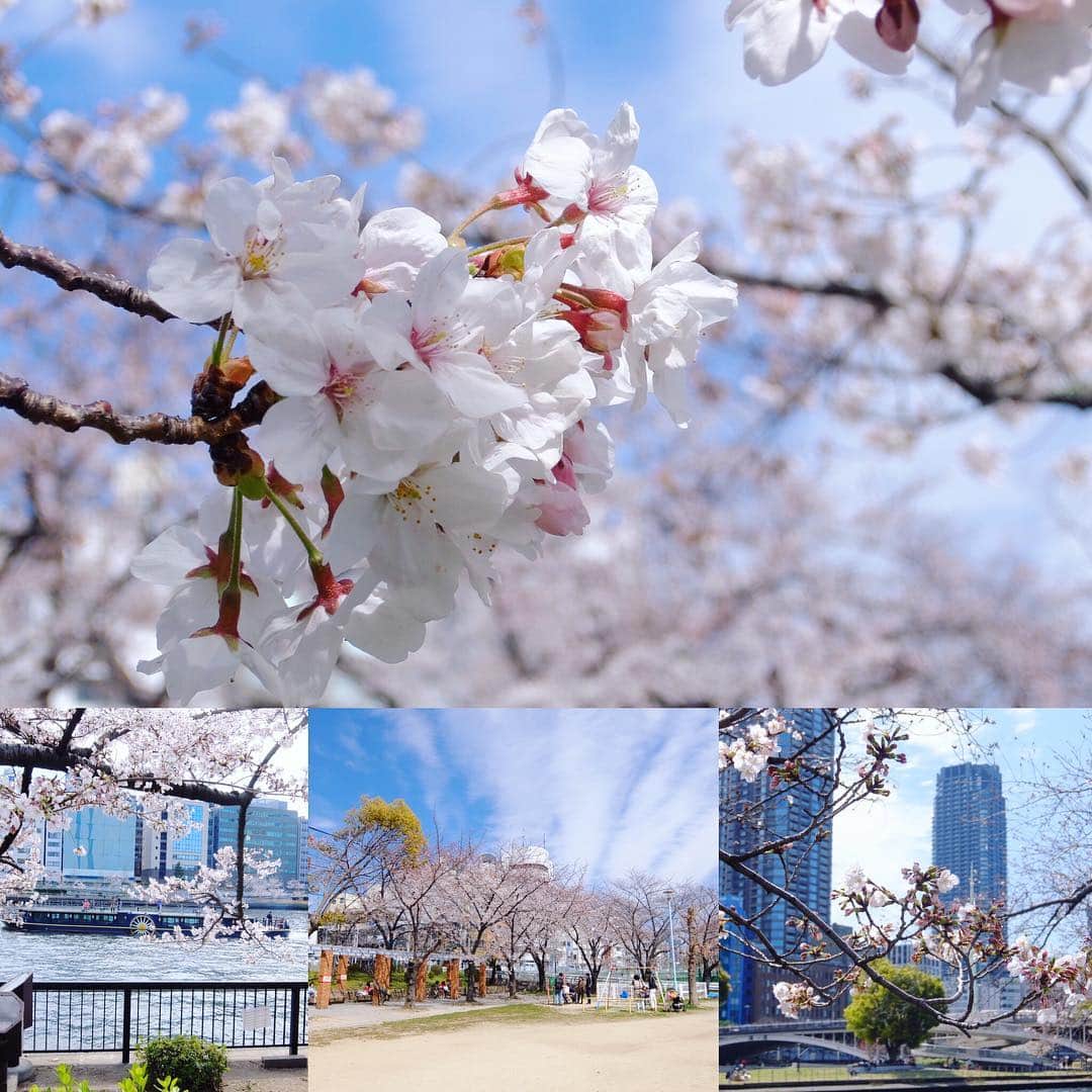 のインスタグラム：「今日の桜。南天満公園、午後1時。八分咲きぐらいな感じ。夕方には満開になりそうですね。 #桜 #花見 #南天満公園 #cherryblossom #flowers」