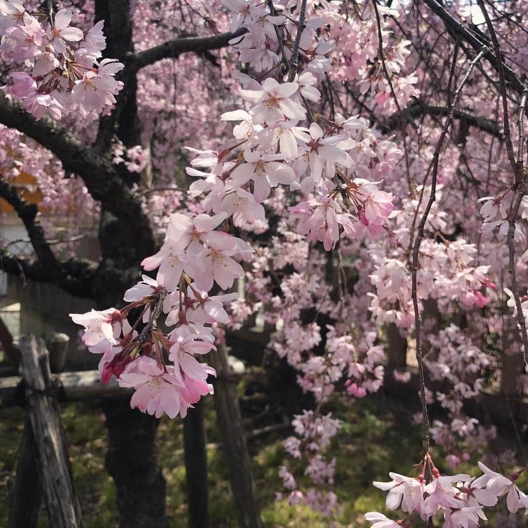 高橋沙織さんのインスタグラム写真 - (高橋沙織Instagram)「お花見。 も一回ゆっくり行きたいな〜  #アルミカン #アルミカン高橋 #枝垂れ桜 #満開 #美しすぎる」4月5日 14時43分 - arumikan_saorin