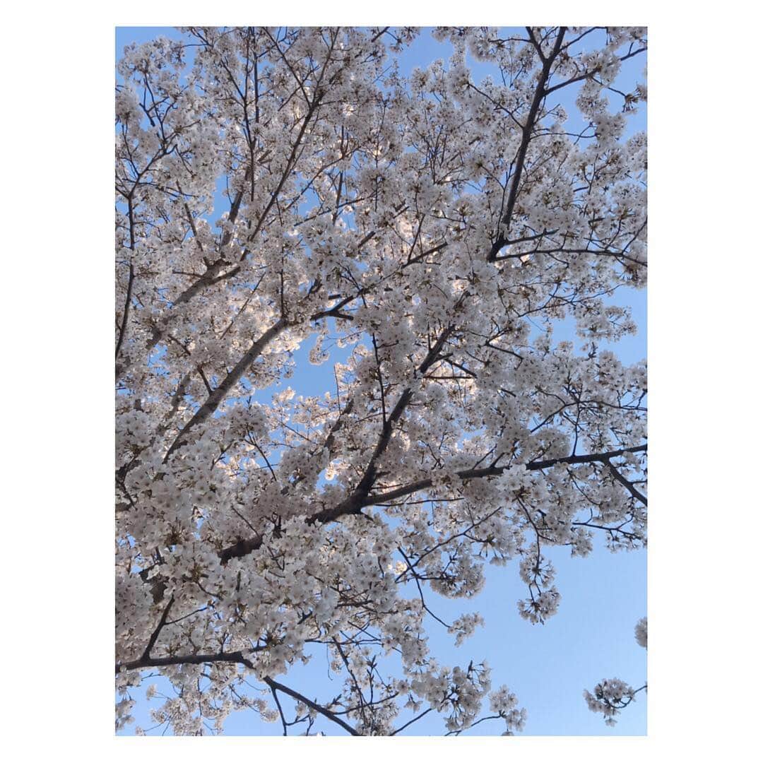 中村果生莉さんのインスタグラム写真 - (中村果生莉Instagram)「🌸 . . 今日は風が強すぎてせっかく咲いた桜達が散っちゃいそう。  桜の季節はほんの一瞬。  この“ほんの一瞬”は、ずっと続かないことを皆分かってるから  その瞬間を胸に焼き付けようとして  きっと、大切に思えるんだろうね(^^) . 皆さん、お花見しましたか？ . . #桜の季節 #桜」4月5日 14時48分 - kaori.nakamura_0226