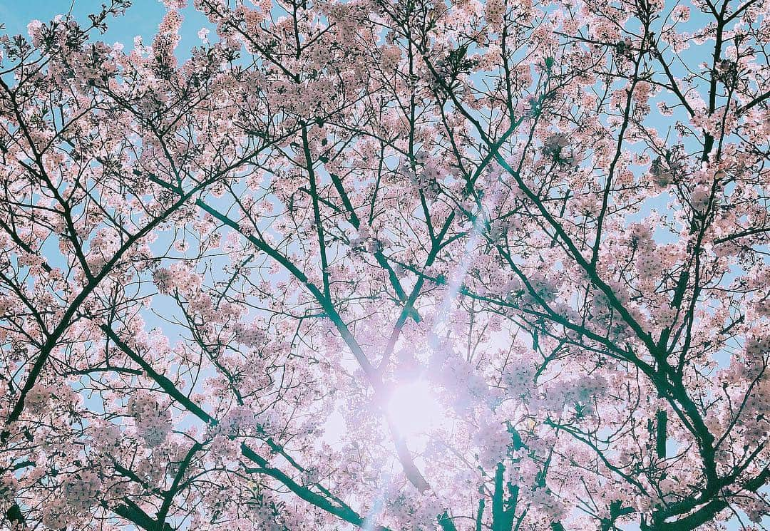 平野ノラさんのインスタグラム写真 - (平野ノラInstagram)「束の間のお花見！ 間に合った🤡きれいきれい🌸🌸🌸🌸🌸🌸🌸🌸🌸🌸🌸🌸🌸🌸🌸🌸🌸🌸🌸🌸🌸🌸🌸 🌸🌸🌸🌸🌸🌸🌸 #桜 #平野ノラ #okバブリー」4月5日 15時01分 - noranoranora1988