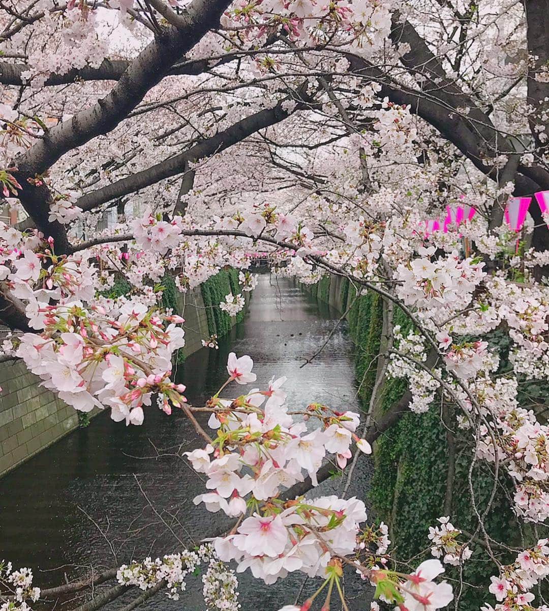 えれなさんのインスタグラム写真 - (えれなInstagram)「ちょっと前に中目黒の桜も観に行きました🌸✨ 目黒川の桜をみると、地元の桜を思い出します😆🌸 なんか似てるの😊  #cherryblossom  #桜 #えれな」4月5日 14時56分 - elena1982312