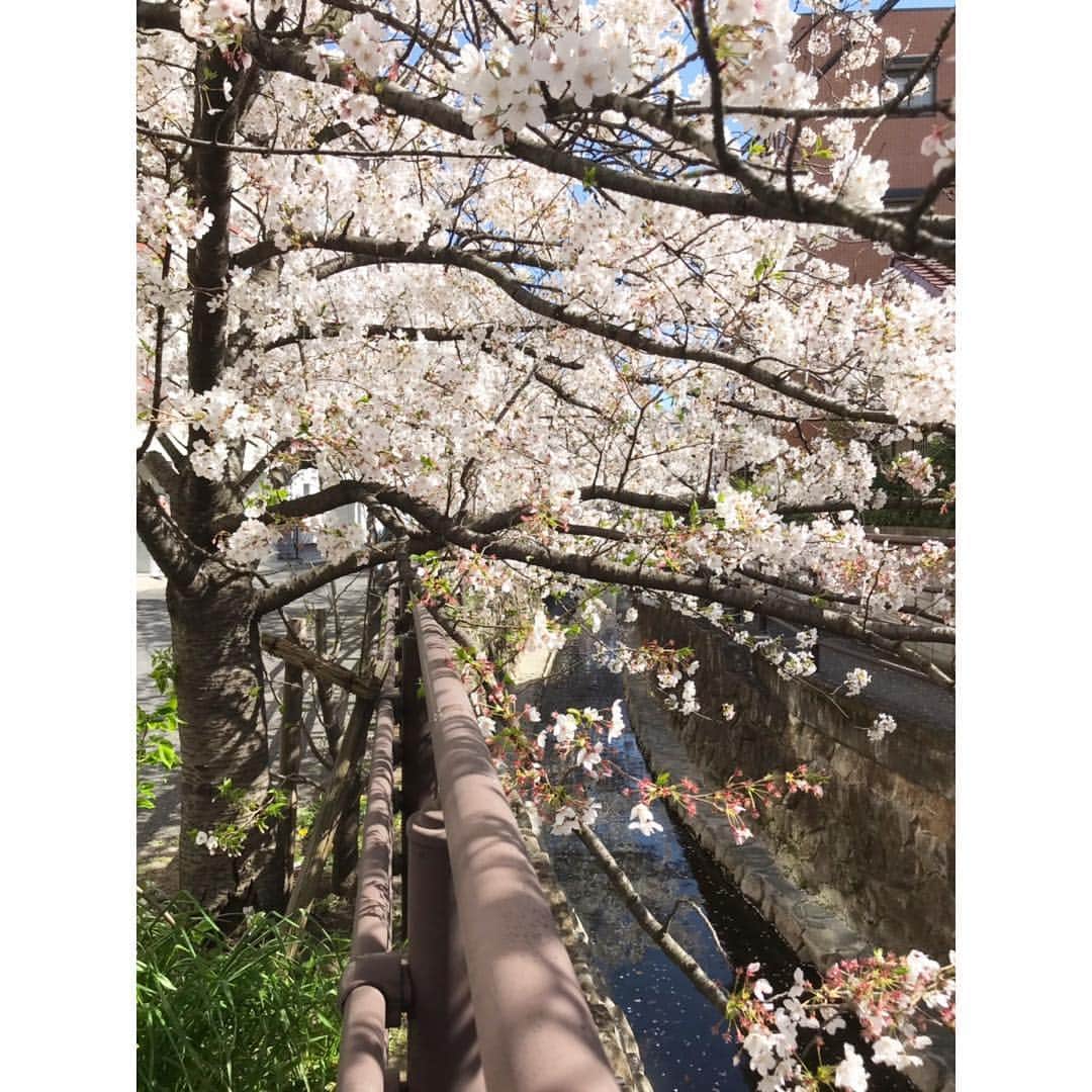 NaNaさんのインスタグラム写真 - (NaNaInstagram)「・ 🌸🌸🌸🌸🌸🌸🌸 🌸#SAKURA 2019🌸 🌸🌸🌸🌸🌸🌸🌸」4月5日 14時56分 - nana_music