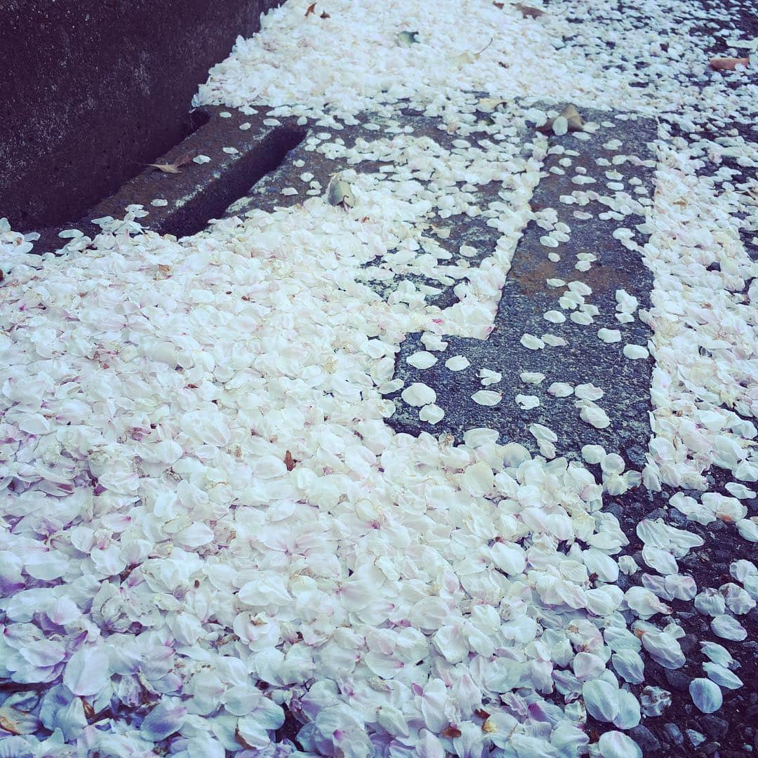 光永亮太さんのインスタグラム写真 - (光永亮太Instagram)「桜の絨毯。 散りゆくものの儚さは美しい。」4月5日 15時02分 - mitsunagaryota