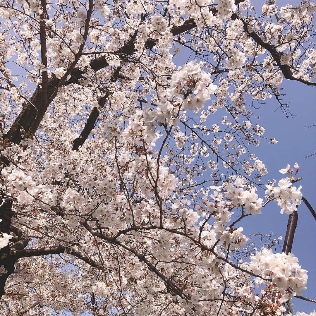 門倉聡のインスタグラム：「#青山墓地の桜」