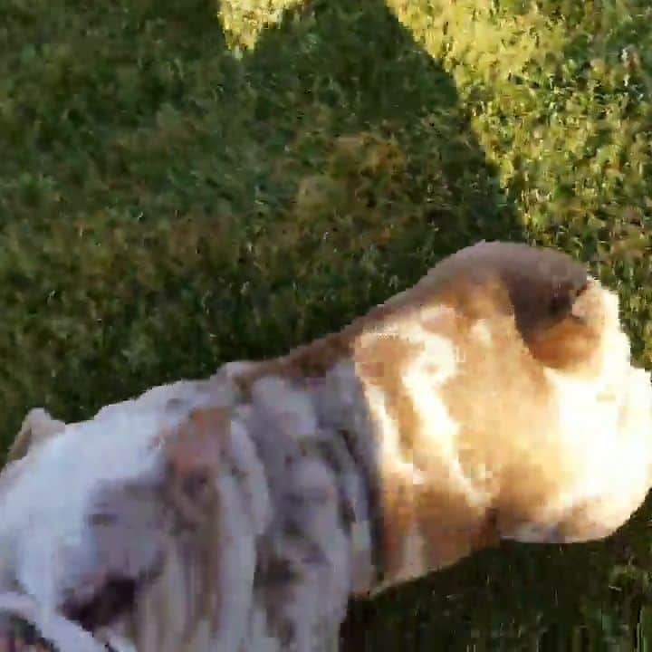 Oprahnbooのインスタグラム：「UNCLE FESTER.  #englishbulldog #merle #38lbs #bulldogsofinstagram #dogsoftheday #dogsforlove #dogoftheworld #tag #share #likeit #loveit」