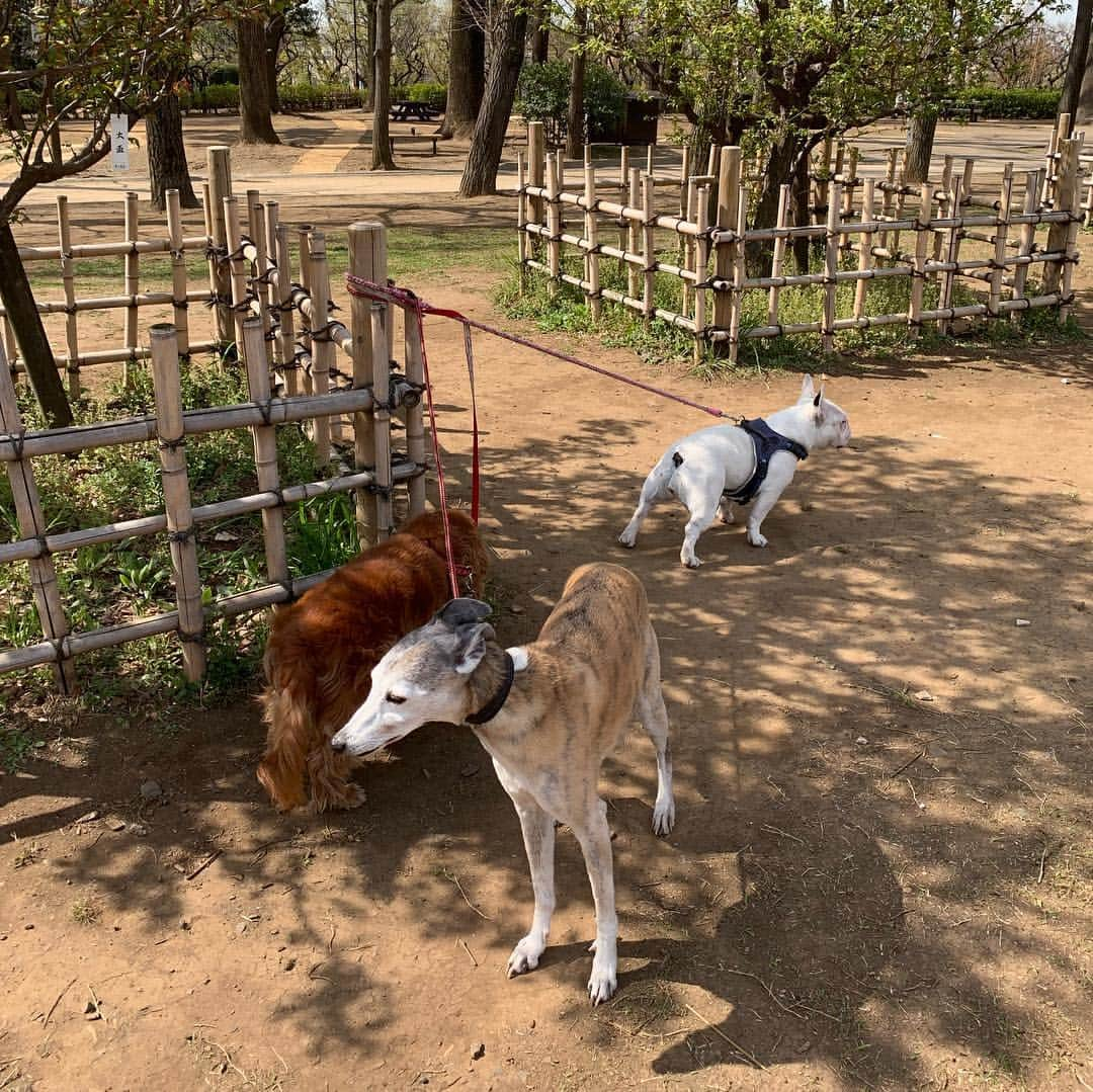 なべやかんさんのインスタグラム写真 - (なべやかんInstagram)「息子のジョーイ&娘のマイリー&保護犬のマンゴーと今朝は羽根木公園をお散歩。 下北沢に行くか羽根木公園に行くか、その日の気分で決めている。  マンゴーは居候の犬だが、居候はビジネス愛犬家なのでお金が発生しないと可愛がらない。 なので、俺が保護したと思ってマンゴーと接している。  ジョーイ、マイリー、俺がいればマンゴーは安心して暮らせるはず。 マンゴーは12歳。 まだまだ楽しく幸せに長生きしてもらいたい。  #ジョーイ  #キャバリア  #cavalierkingcharlesspaniel  #マイリーサイラス  #マイリー  #フレンチブルドッグ  #フレブル  #ブヒ  #frenchbulldog  #マンゴー  #ウィペット  #whippet  #居候  #ケイチャン  #ピンク  #ポルノ  #代表作  #勃ちっぱなしエブリデイ  #ビジネス愛犬家」4月5日 15時06分 - yakan_nabe