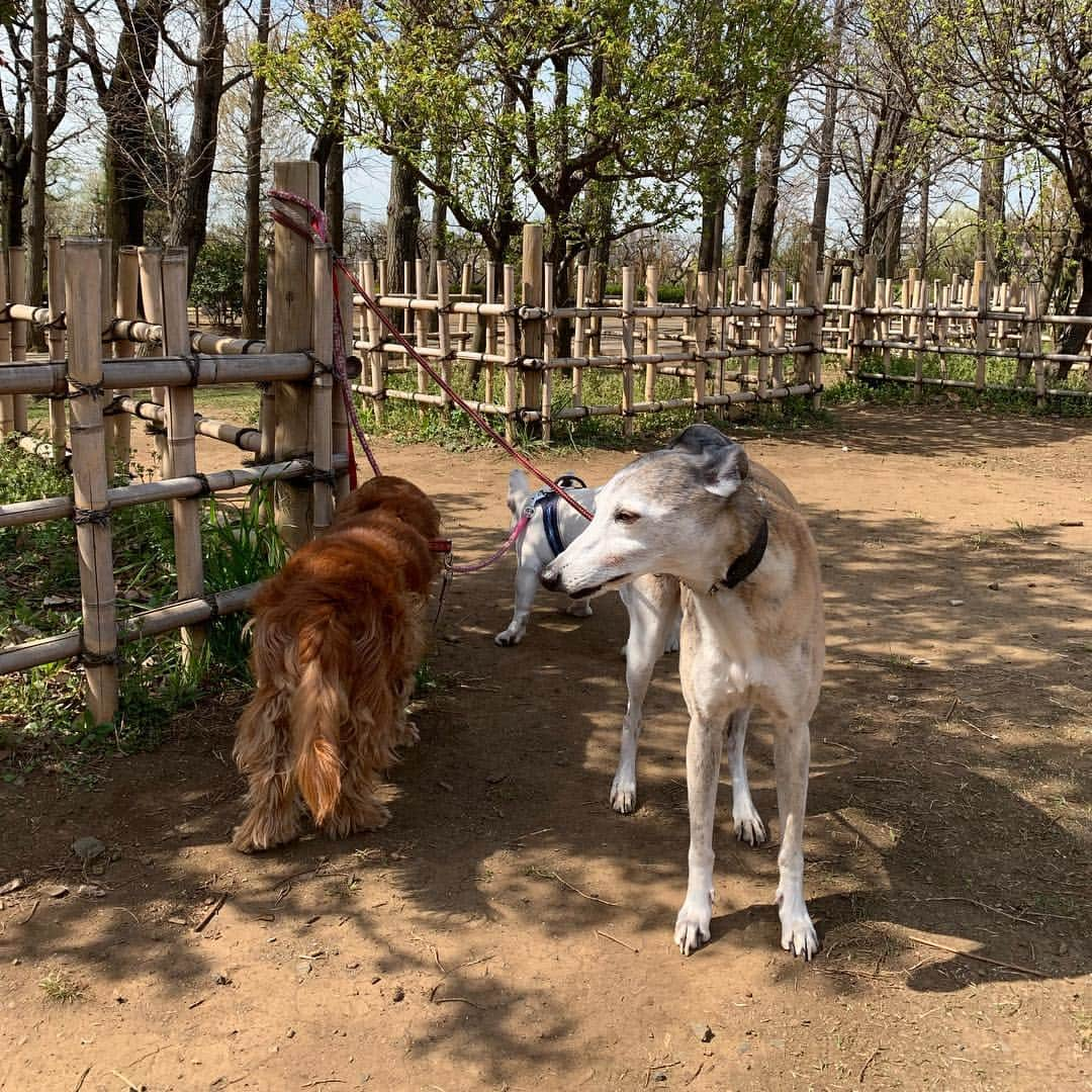 なべやかんさんのインスタグラム写真 - (なべやかんInstagram)「息子のジョーイ&娘のマイリー&保護犬のマンゴーと今朝は羽根木公園をお散歩。 下北沢に行くか羽根木公園に行くか、その日の気分で決めている。  マンゴーは居候の犬だが、居候はビジネス愛犬家なのでお金が発生しないと可愛がらない。 なので、俺が保護したと思ってマンゴーと接している。  ジョーイ、マイリー、俺がいればマンゴーは安心して暮らせるはず。 マンゴーは12歳。 まだまだ楽しく幸せに長生きしてもらいたい。  #ジョーイ  #キャバリア  #cavalierkingcharlesspaniel  #マイリーサイラス  #マイリー  #フレンチブルドッグ  #フレブル  #ブヒ  #frenchbulldog  #マンゴー  #ウィペット  #whippet  #居候  #ケイチャン  #ピンク  #ポルノ  #代表作  #勃ちっぱなしエブリデイ  #ビジネス愛犬家」4月5日 15時06分 - yakan_nabe