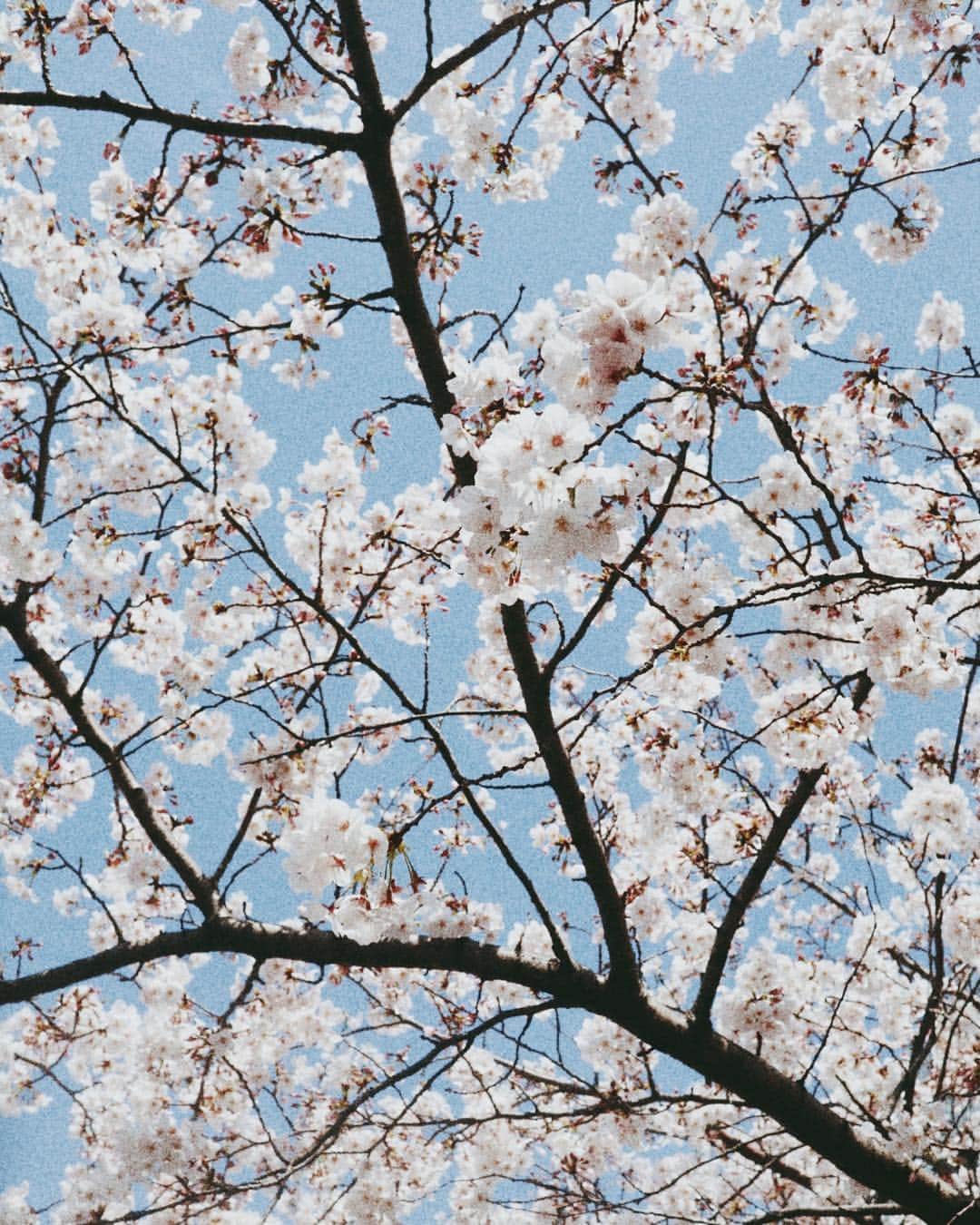 大口智恵美さんのインスタグラム写真 - (大口智恵美Instagram)「spring🌸 お花見しました☺︎ #hello #love #spring #happy #instagood」4月5日 15時19分 - chemiiiii
