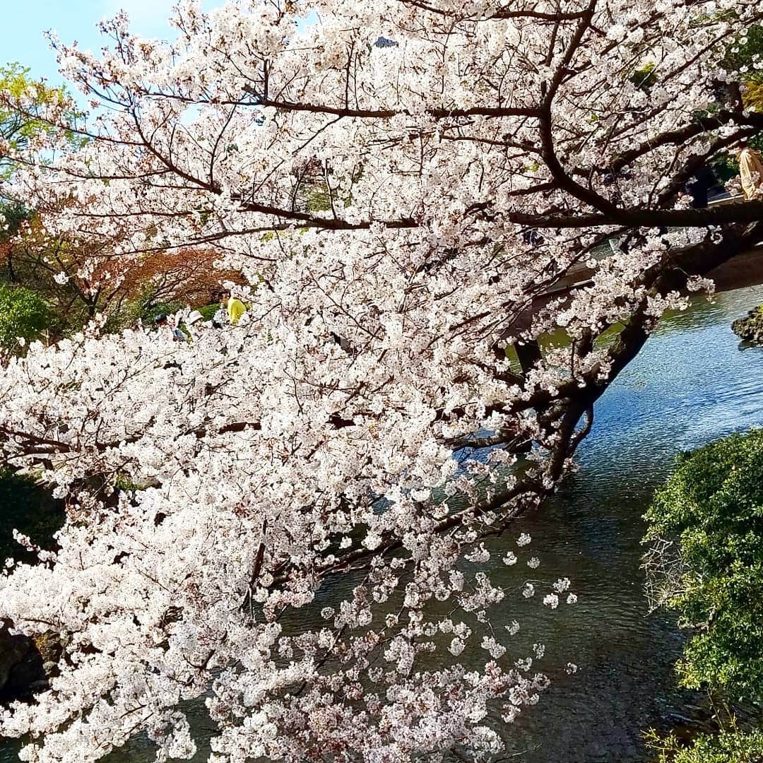 黒田啓蔵さんのインスタグラム写真 - (黒田啓蔵Instagram)「今日は、午後からの仕事なので午前中 新宿御苑へ、暖かい春の日満開の桜綺麗でした。 #新宿御苑#満開の桜#春爛漫#ソメイヨシノ #新宿」4月5日 15時21分 - kurodakeizo
