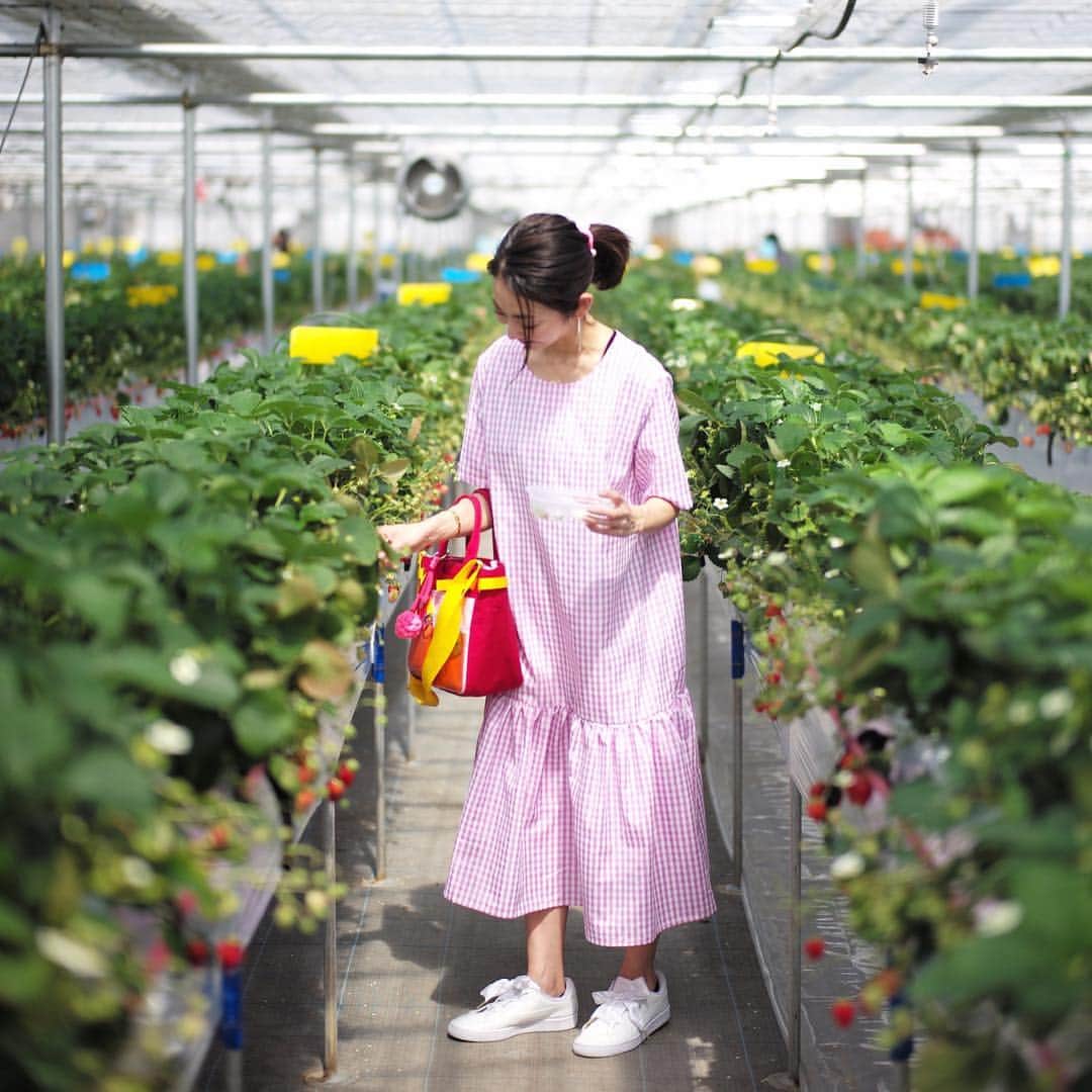 木本泉さんのインスタグラム写真 - (木本泉Instagram)「-﻿ いちご狩りへ🍓﻿ ﻿ 何十年ぶりだろ⁉️﻿ もう子供達は、大興奮でいちごに飛びついていました笑 😆😆😆﻿ ﻿ お腹一杯食べて満足、満足😋😋😋﻿ ﻿ #いちご狩り#軽井沢#軽井沢ガーデンファームいちご園#いちご園#いちご#食べ放題」4月5日 15時21分 - izumikimoto
