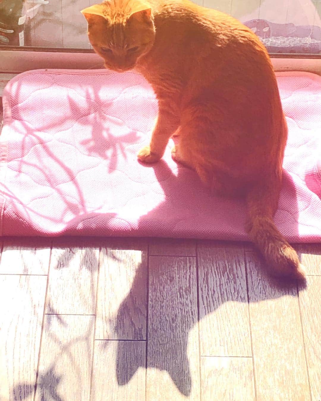 理絵さんのインスタグラム写真 - (理絵Instagram)「今日は暖かいね😺  #cat #gatto #ilovecat #고양이 #猫 #ねこ部 #茶トラ #茶とら #tokyo #japan」4月5日 15時24分 - ____rie____