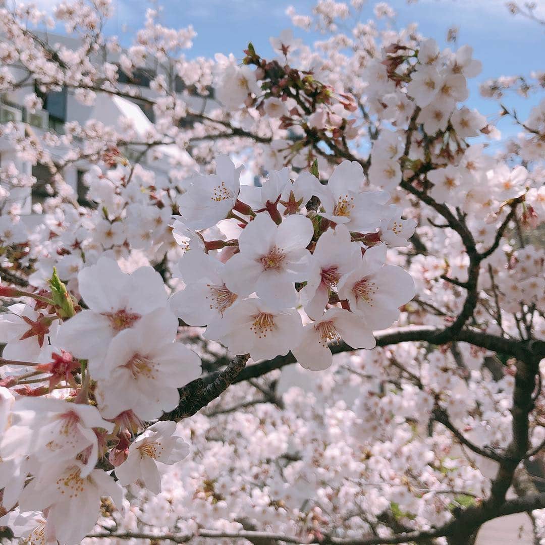 髙橋明日香のインスタグラム：「ポカポカの天気。 きれいな桜。 いい出逢いもありました。 “ご縁”は大切にしないとなぁ。  今日はとってもいい気分だ(*´◡｀​*) #桜 #cherryblossom #春が好き #ゆっくり花見したい」
