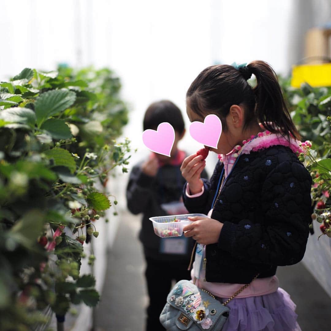 木本泉さんのインスタグラム写真 - (木本泉Instagram)「-﻿ ﻿ 必死にそれぞれいちごを食べていて可愛かった💓﻿ ﻿ 子供は子供と遊んでいる時が楽しいですよね😌﻿ ﻿ にしても、すごい量のいちごを食べてました笑🍓﻿ ﻿ #いちご狩り#いちご#いちご食べ放題#軽井沢ガーデンファーム#いちご園」4月5日 15時33分 - izumikimoto