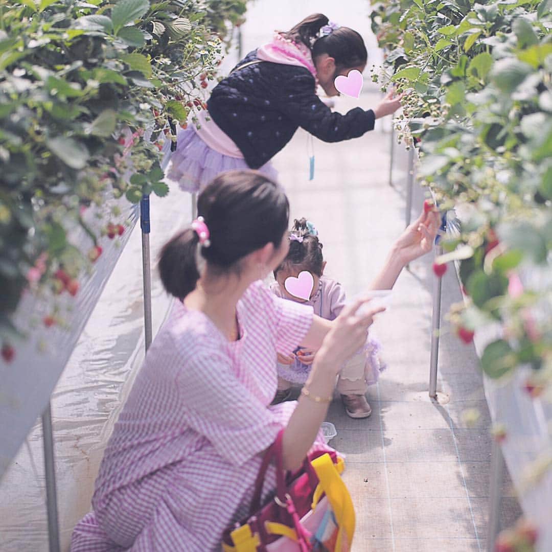 木本泉さんのインスタグラム写真 - (木本泉Instagram)「-﻿ ﻿ 必死にそれぞれいちごを食べていて可愛かった💓﻿ ﻿ 子供は子供と遊んでいる時が楽しいですよね😌﻿ ﻿ にしても、すごい量のいちごを食べてました笑🍓﻿ ﻿ #いちご狩り#いちご#いちご食べ放題#軽井沢ガーデンファーム#いちご園」4月5日 15時33分 - izumikimoto