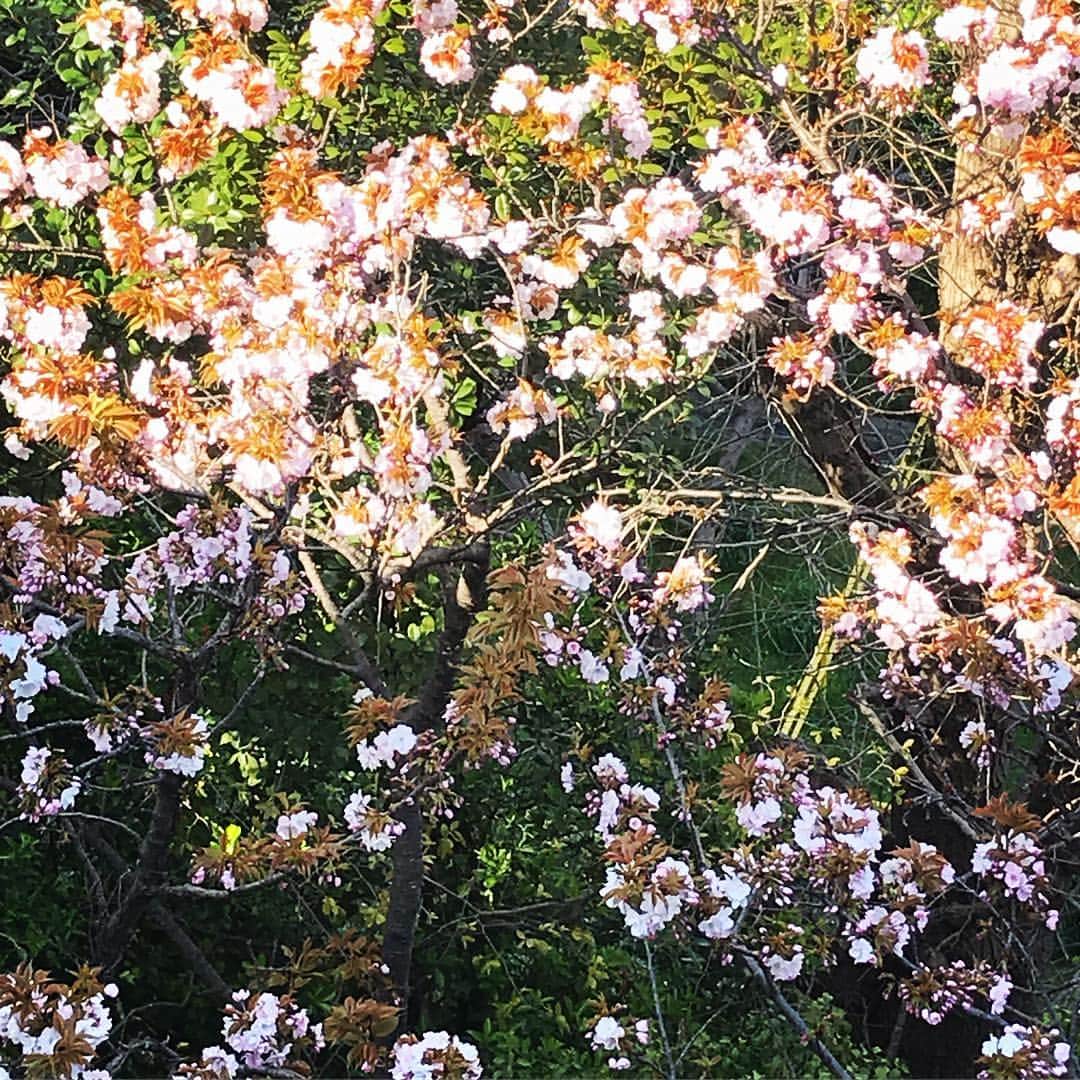 のインスタグラム：「実家の八重桜も満開🌸」