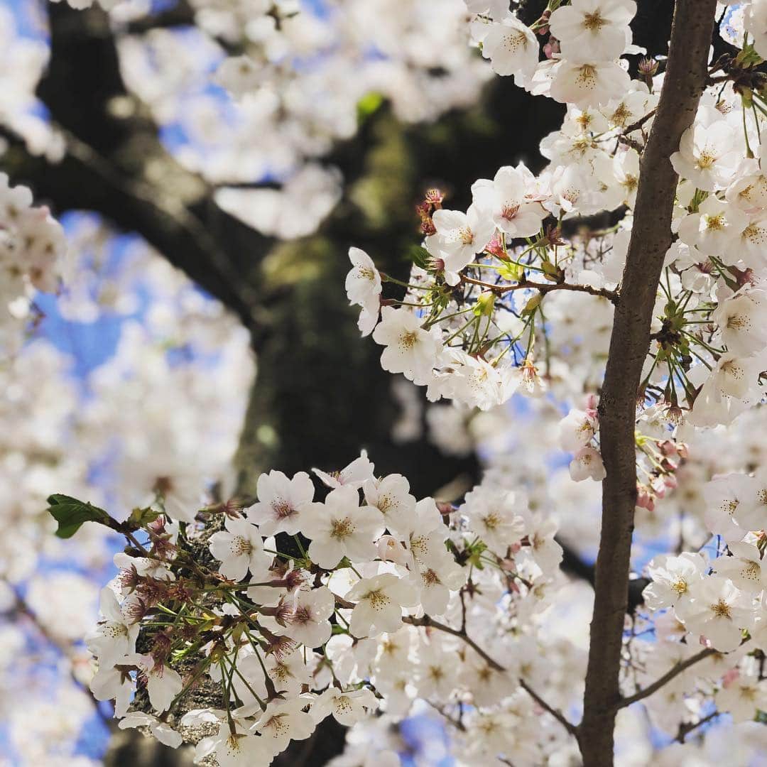 要潤さんのインスタグラム写真 - (要潤Instagram)「今日が満開かな。」4月5日 15時47分 - jun_kaname_official