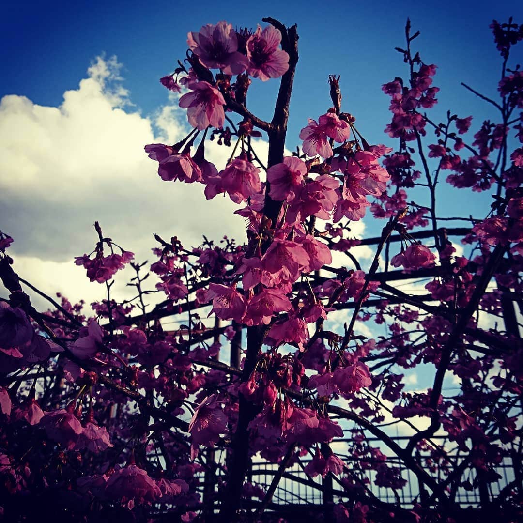 水守真琴さんのインスタグラム写真 - (水守真琴Instagram)「最近なんだか桜ばっかり撮ってる気がします笑」4月5日 15時49分 - makoto_mimori