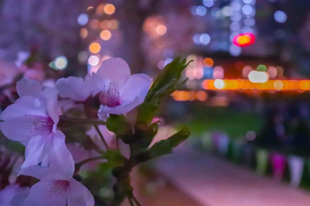 日野礼香さんのインスタグラム写真 - (日野礼香Instagram)「桜と夜景の光 lightroomのアプリ入れてみたけど風景はできるようになったけど人物には使いこなせない｡ﾟ(ﾟ´ω`ﾟ)ﾟ｡」4月5日 15時51分 - reicheru219