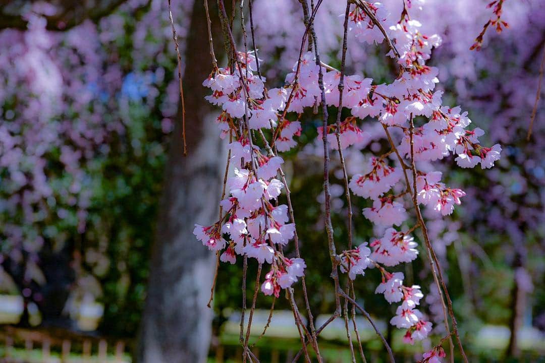 中野猛さんのインスタグラム写真 - (中野猛Instagram)「春は桜 、夏には星、秋に紅葉で冬には雪景色、写真を撮るのはそれで十分面白い。  #桜 #light_nikon  #来週は桜撮りに行こう」4月5日 15時56分 - takeshi__nakano