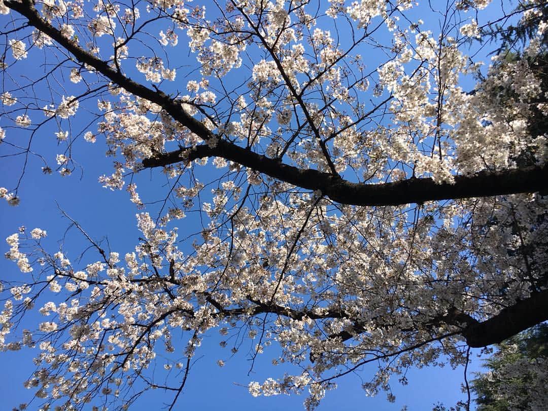 福田沙紀さんのインスタグラム写真 - (福田沙紀Instagram)「ずーっと見ていられますね🌸」4月5日 15時56分 - sakifukuda_official