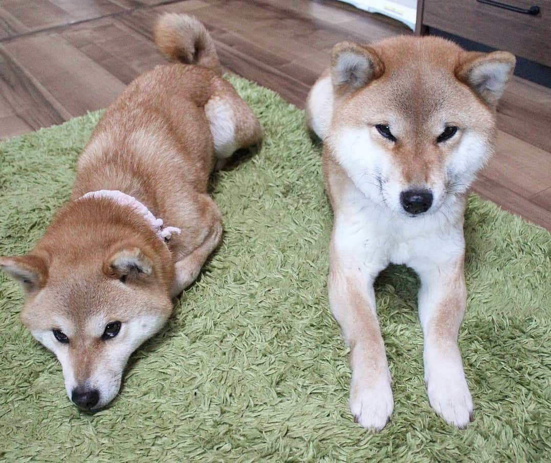 柴犬たま Shibainu Tamaさんのインスタグラム写真 - (柴犬たま Shibainu TamaInstagram)「似てるけど、似てない * Caption trans🇬🇧 They are similar but not similar. * #柴犬たま #たママ #たま家族 #柴犬ミケ #一眼レフ #一眼レフカメラ #似た者親子 #性格は真逆 #変な寝方 #クセがすごい #かなりひし形 #柴犬 #shiba #shibainu #shibastagram #犬 #dog #多頭飼い」4月5日 15時58分 - tama7653