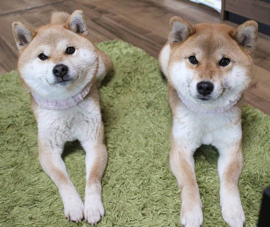 柴犬たま Shibainu Tamaのインスタグラム