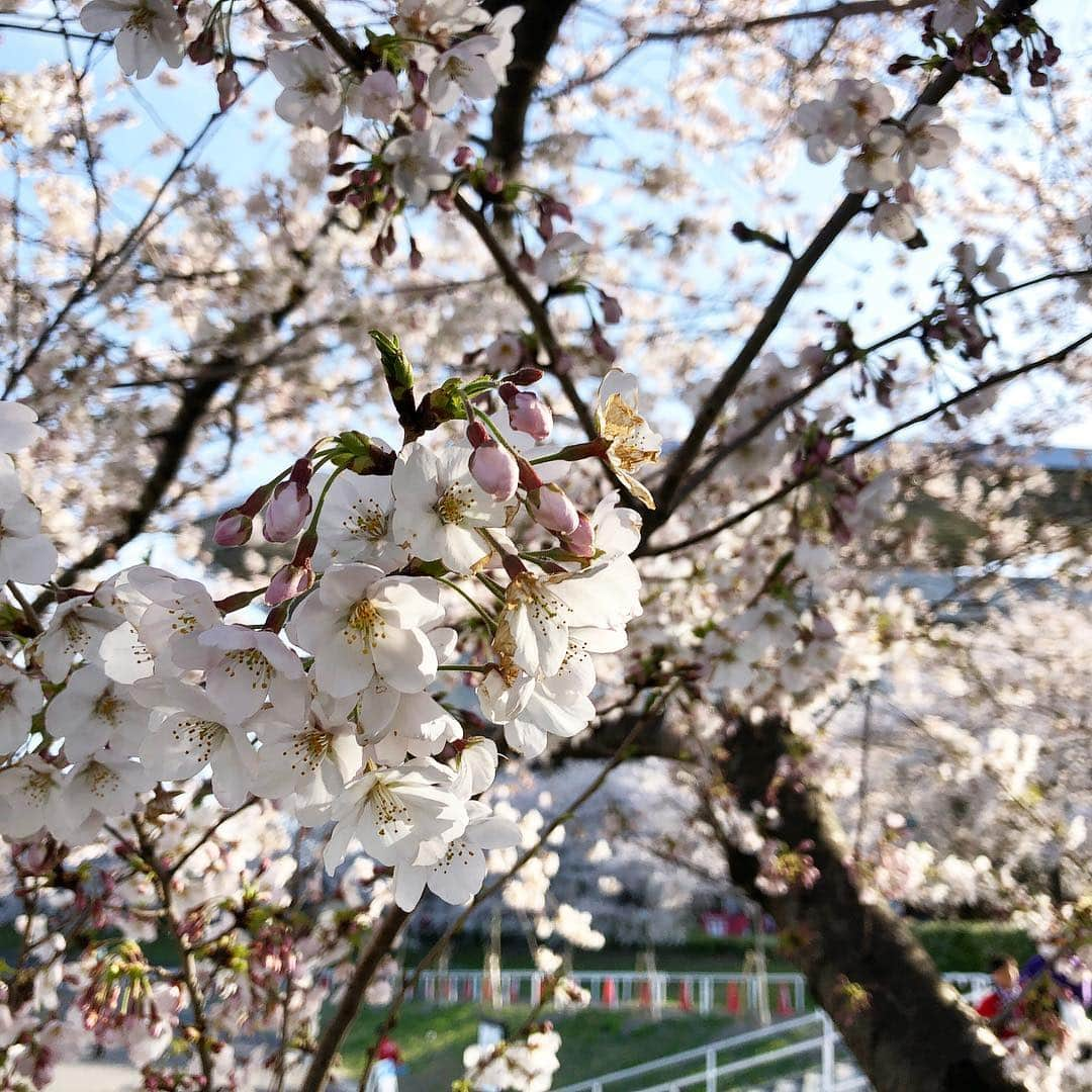 浦和レッドダイヤモンズさんのインスタグラム写真 - (浦和レッドダイヤモンズInstagram)「埼玉スタジアムの桜。 4.5 明治安田生命J1リーグ 第6節 横浜F・マリノス戦。19:33キックオフ。 #urawareds #浦和レッズ #wearereds #サッカー #Jリーグ #金J #フライデーナイトJリーグ #桜」4月5日 15時58分 - urawaredsofficial