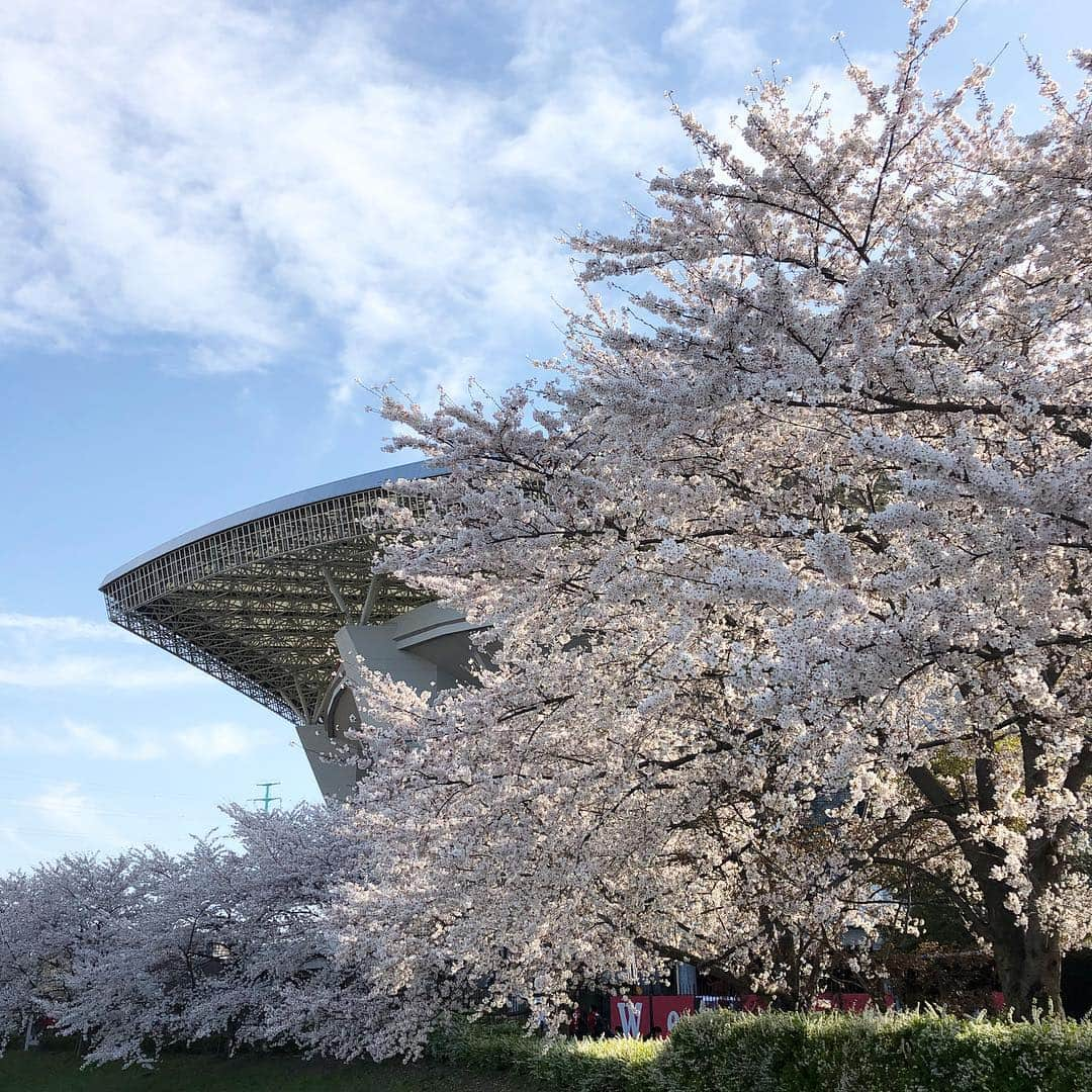 浦和レッドダイヤモンズさんのインスタグラム写真 - (浦和レッドダイヤモンズInstagram)「埼玉スタジアムの桜。 4.5 明治安田生命J1リーグ 第6節 横浜F・マリノス戦。19:33キックオフ。 #urawareds #浦和レッズ #wearereds #サッカー #Jリーグ #金J #フライデーナイトJリーグ #桜」4月5日 15時58分 - urawaredsofficial