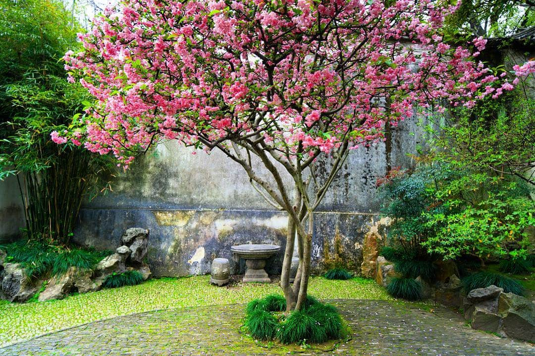 Michael Yamashitaさんのインスタグラム写真 - (Michael YamashitaInstagram)「In a Chinese Garden: Chinese crab apple in bloom, a sure sign of spring.  Master of Nets Garden in Suzhou, a World Heritage site, one of the most famous in China. Shooting Suzhou next 3 days. Stay tuned. #spring #chinesegarden #masterofnetsgarden #worldheritagesite」4月5日 16時03分 - yamashitaphoto