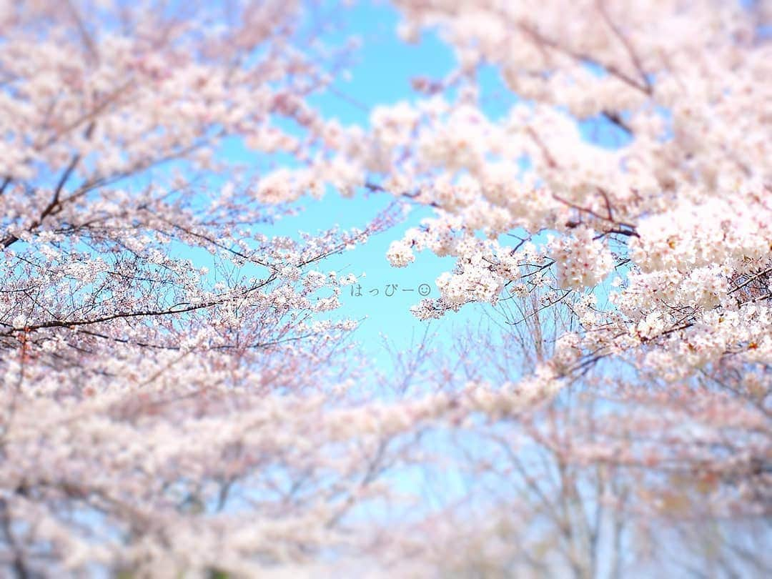 なっつ。さんのインスタグラム写真 - (なっつ。Instagram)「🌸 今日は朝から急遽父から 電話があってお花見する事に🌸 桜を眺めながら ぼーっとお昼寝できる時間は とーっても幸せな時間😊 あぁ大好きな場所♥️ ・ ・ ・ #桜#花#日々#はなまっぷ#ファインダー越しの私の世界 #東京カメラ部#ザ花部#ig_japan#instagramjapan#IGersJP#team_jp_flower #lovers_nippon #instagramjapan#beautiful#sakura#cherryblossom#wow_nihon#whim_life#なっつのイマソラ」4月5日 16時17分 - punipopo