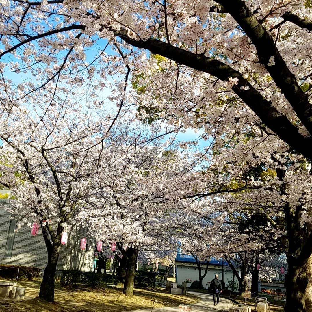 小高亮さんのインスタグラム写真 - (小高亮Instagram)「サクラサクラ。  #桜」4月5日 16時27分 - odaka_p