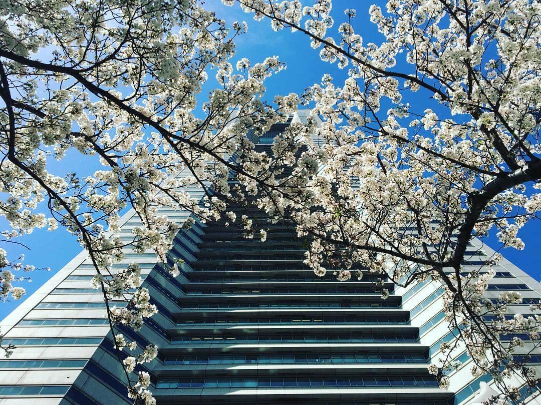 横浜ロイヤルパークホテルのインスタグラム：「ホテル前のさくら通りではようやく桜が満開を迎えました！ 週末にお花見はいかがですか？ぜひ、みなとみらいの満開の桜をお楽しみください🌸  #横浜ロイヤルパークホテル #yokohamaroyalparkhotel #横浜 #yokohama #みなとみらい #minatomirai #さくら通り #桜 #満開 #お花見 #桜並木」