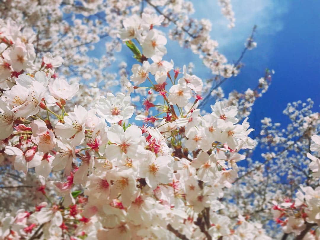寺崎裕香さんのインスタグラム写真 - (寺崎裕香Instagram)「it's beautiful…❣️ #cherryblossom  #japan  #平成最後の桜」4月5日 16時24分 - terachan0804