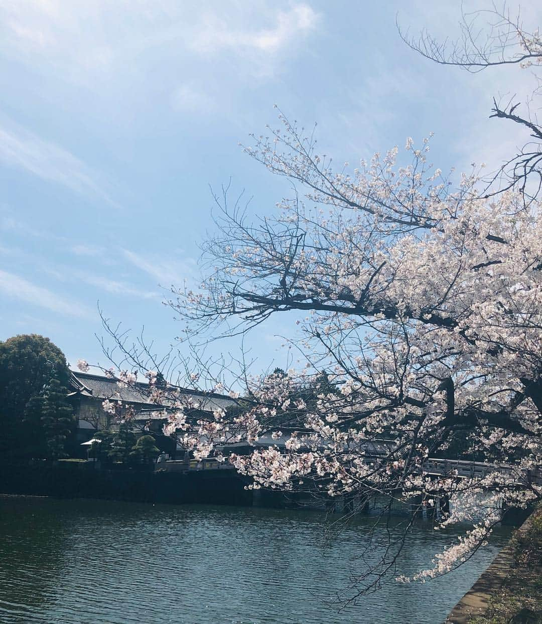 庄司ゆうこさんのインスタグラム写真 - (庄司ゆうこInstagram)「今日はお花見がてら皇居一周ウォーキングしてきたよ🤗 そしたらバッタリお友達のなっちゃんに会ってびっくり‼️去年一緒にお花見した以来で約一年ぶりの再会✨✨ 可愛い娘さんと息子さんにも癒されました^ ^ それにしても皇居周りは気の流れが最高にいいですね🤗 ポカポカ天気で気持ちよかったぁー(^^) たくさん歩いたのでパレスホテルのテラスでランチ❣️オイルベースのパスタが美味しかったぁー🤗✨ #皇居#ウォーキング#1周5km#1万歩達成#毎日お花見#桜#春#spring#今年は長い#ポカポカ日和#妊娠39週#臨月#まだまだ#産まれる気配なし#のんびり屋さん#マイペース赤ちゃん#アクティブ妊婦#マタニティライフ満喫中#マタニティコーデ#スウィートマミー#平成最後のお花見」4月5日 16時25分 - yuko.shoji