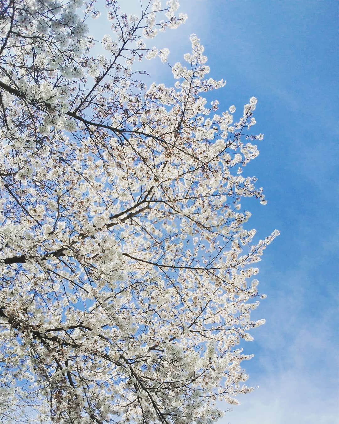 市川笑野さんのインスタグラム写真 - (市川笑野Instagram)「琴平は今が桜の盛りです！ お花見とお芝居見物をお楽しみ下さいませ！ #金丸座 #こんぴら歌舞伎2019 #琴平町 #お花見🌸 #桜の盛り #kabuki #japan」4月5日 16時36分 - emino.i