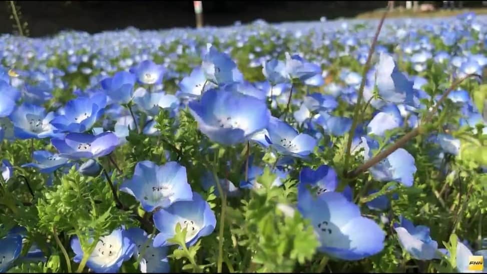 フジテレビ「FNNビデオPost」のインスタグラム：「「りゅうちゃん」さんから、かれんな「ネモフィラ」の映像が届きました。 トップページのURLからご覧いただけるビデオPostギャラリーにて、約1カ月間、掲載中です！ #FNNビデオPost #ネモフィラ #花 #鹿児島 #慈眼寺公園 #青 #スカイブルー #beautiful #flower #Japan」